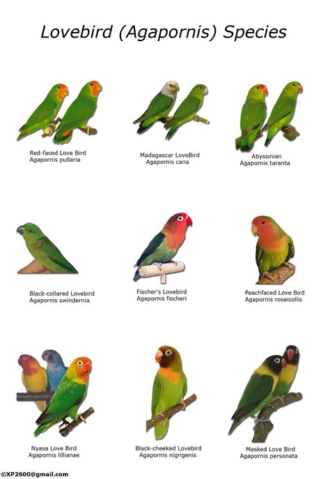 How Many Types Of Lovebird Are There Bird Baron