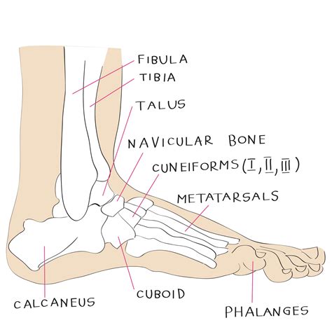 foot anatomy   quick lesson    hampshire podiatrist nagy footcare