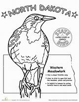 Bird State Dakota North Coloring Education Worksheet Color School Meadowlark Western Visit Worksheets Pages sketch template