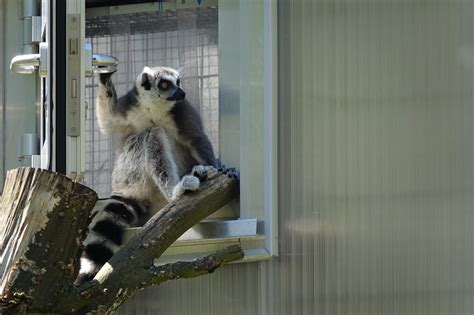 zoo oeffnet seine pforten ab montag eintritt nur mit vorheriger