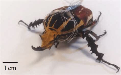 microchip equipped flying beetles  outmaneuver drones   stack