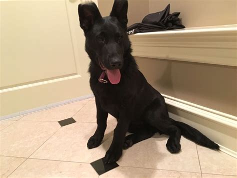 5 Months Old Male Purebred Black German Shepherd For Sale For Sale