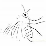 Moth Polyphemus sketch template