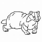Badger Coloring Pages Honey Animals Color Badgers Farm Thecolor Online Book Cat Cute Choose Board sketch template
