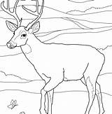 Hog Coloring Pages Wild Hunting Getcolorings Getdrawings sketch template