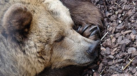 hibernation     bears advanced science news