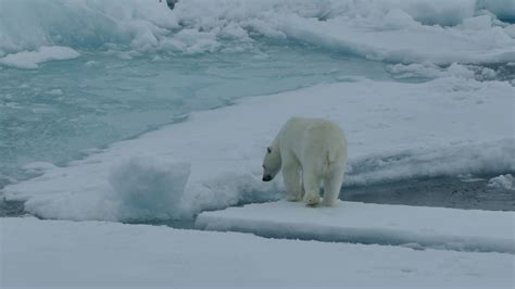Polar Bear On Arctic Ocean Sea Ice Youtube