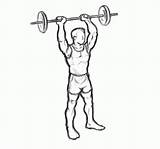 Tricep Barbell Overhead Triceps Makeoverfitness sketch template