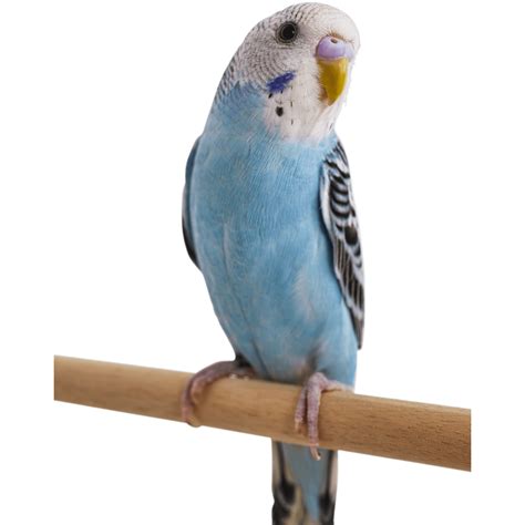 blue parakeets  sale melopsittacus undulatus petco