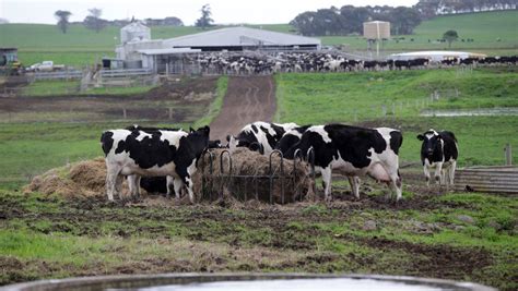 Investors Queueing For Elusive Dairy Farms Farm Online Australia