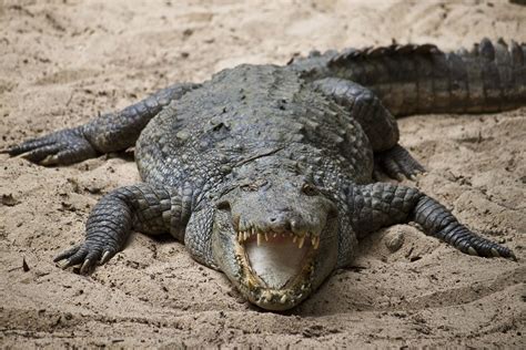 alligator campestrealgovbr