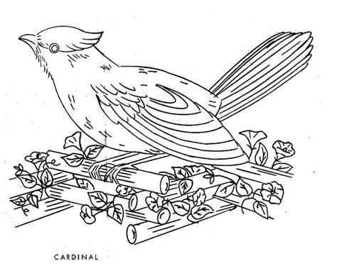 bird cardinal flickr photo sharing  printables lets color