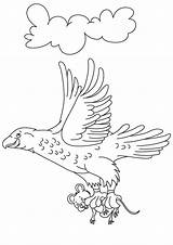 Eagle Coloring Prey Tailed Template Its sketch template