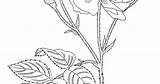 Moss Colouring Pages Template sketch template