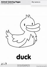 Coloring Duck Pages Super Simple Animals Farm Cartoon Learning Animal Kids Supersimplelearning Printables sketch template