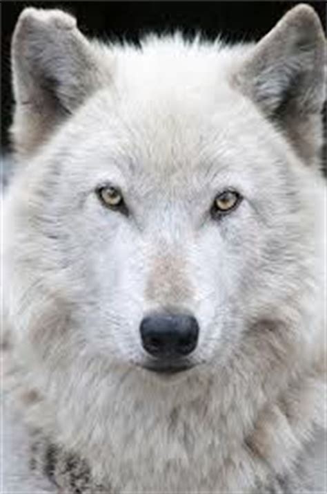 images  wolf mask ideas  pinterest wolf face wolves  wolf face drawing