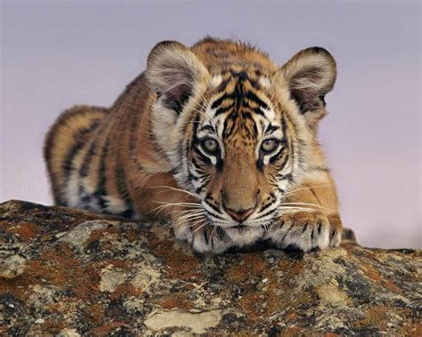 poachers dangerous  royal bengal tigers greener ideal