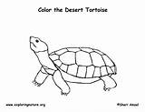 Tortoise Coloringnature sketch template