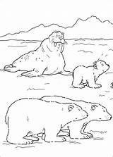 Kleine Ijsbeer Kleurplaat Lars Coloring Bear Ursinho Osito Piuma Plume Noordpool Disegni Polaire Morsas Coloriez Osos Maternelle Ours Piccolo Polare sketch template