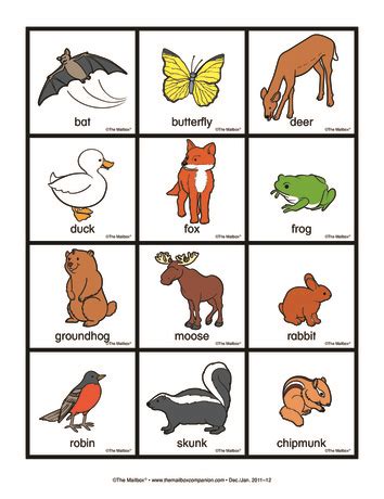animal cards lesson plans  mailbox