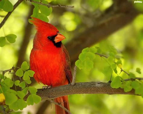 czerwony ptak kardynal