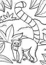Lemur Coloring Pages Animal sketch template