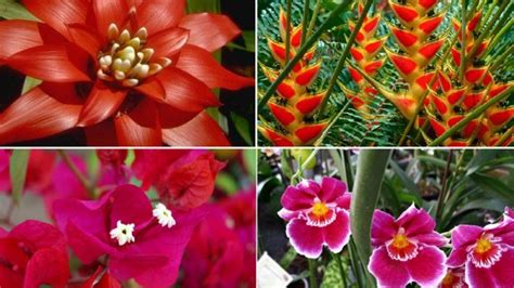 Plantas Ornamentales Del Ecuador Con Sus Nombres Get Images
