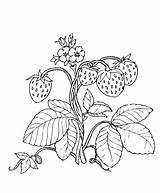 Truskawki Kolorowanka Owoce Mamydzieci Strawberries Drobne Kwiatuszki sketch template