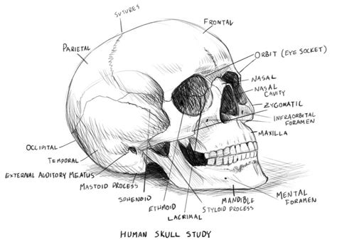 human skull anatomy study  rob powell  deviantart