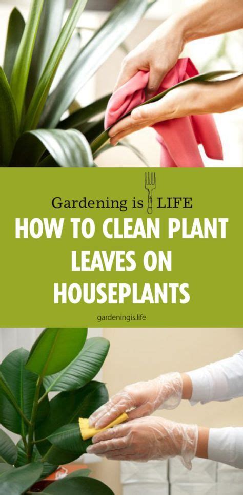 clean plant leaves  houseplants plant leaves houseplants
