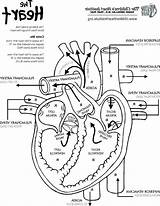 Coloring Pages System Circulatory Anatomy Cardiovascular Printable Heart Study Human Nursing Getcolorings Nurse Print Color sketch template