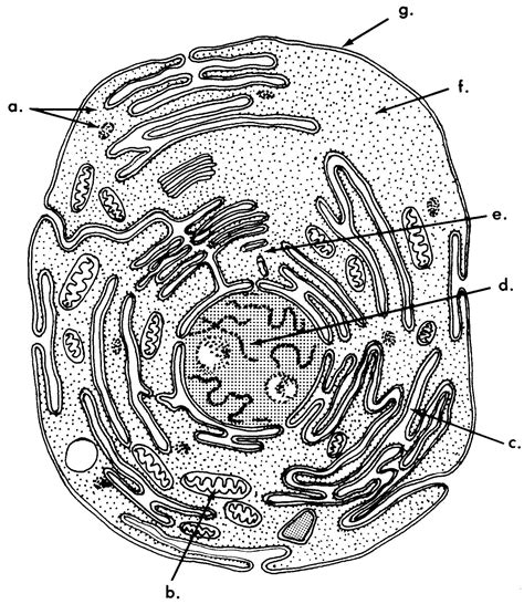 animal cell diagram unlabeled