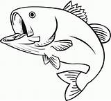 Fish Drawing Clipart Bass Library sketch template