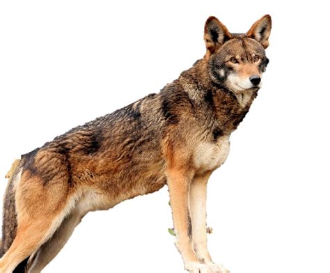 red wolf  early lead  care   critter contest kent