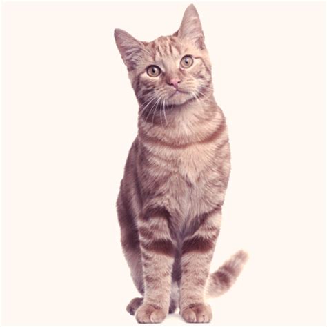 domestic cat facts choosing  cat breed   petcarerxcom