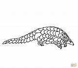 Pangolin Coloring Manis Pages Printable Drawing 5kb 1500 sketch template