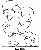 Coloring Baby Chick Color Group Pages Kidsplaycolor Chicks Colouring Four sketch template
