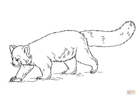 red panda coloring page  printable coloring pages