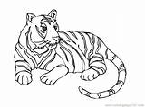 Coloring Tiger Pages Liger Baby Color Drawing Kids Printable Getdrawings Endangered Getcolorings Enchanting Drawings Activities Comments School Species Various sketch template