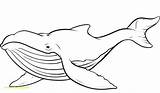 Whale Bowhead Coloring Pages Getdrawings Drawing sketch template