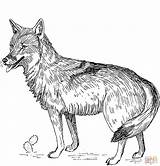 Coloring Coyote Pages Supercoloring Printable sketch template
