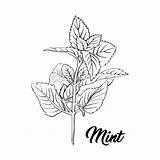 Peppermint Mint Engraving Spearmint Botany sketch template