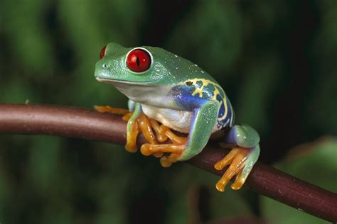 frog wallpapers fun animals wiki  pictures stories
