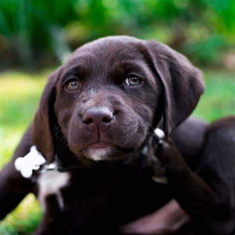 1 Labrador Retriever Puppies For Sale In Arizona Uptown