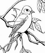 Mockingbird Coloring Pages Eye Staring Patagonian Garden Size Flower Color Print Drawings Colorluna 9kb 699px sketch template