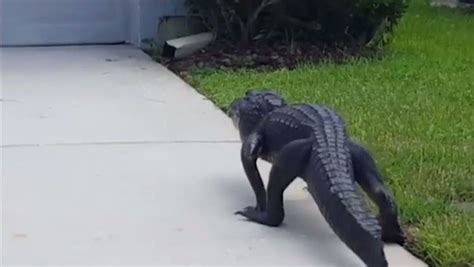 alligator mating season in florida and the reptiles are on the move