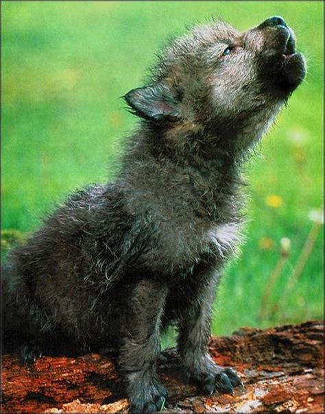 howling wolf pup tiny aroooo animals pinterest