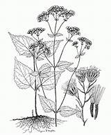 Coloring Ageratina Altissima Botany Botanical Pages Illustration Snakeroot Plant Comments Regina Hughes Domain Public Asteraceae Template sketch template