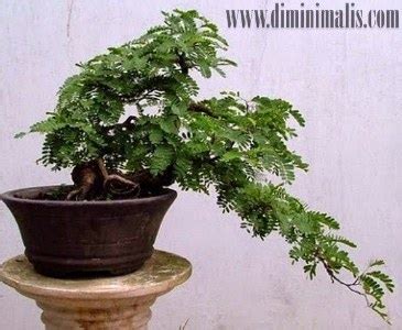 mengecilkan daun bonsai asam jawa ifaworldcupcom