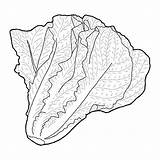 Lettuce sketch template